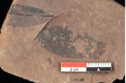 Foto (Detailsansicht) von Quercus palaeoilex Ettingshausen (NHMW-GEO-2024-0188-0829)